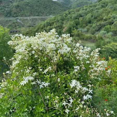 Qyteza & Maison d'hôtes 4*