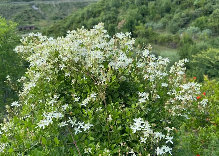 Qyteza & Gasthuis 4*